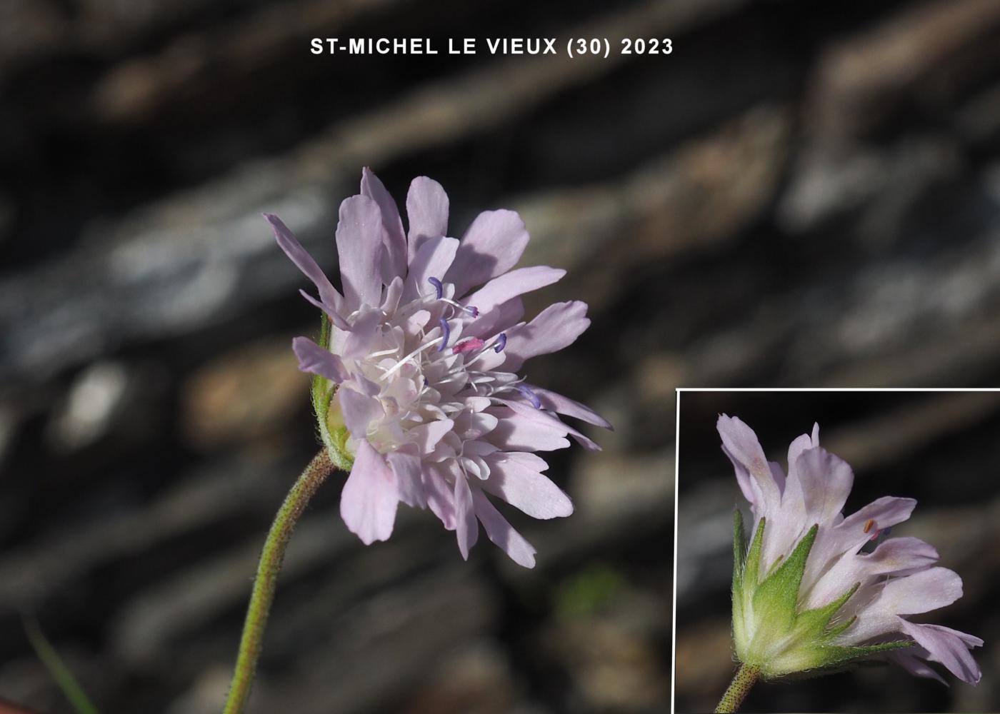 Scabious, Whole-leaved flower